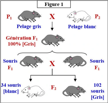 Les lois statistiques de la transmission des caractères héréditaires chez les diploïdes